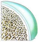 Hüftkopfsegment, Arthrose, Arthrosen, Knorpel, Gelenksverschleiß, Regenerationsfähigkeit, Knorpelveränderung